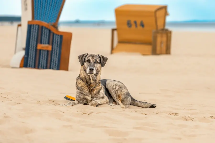 Mecklenburg-Vorpommern bietet beste Voraussetzungen für Urlaub mit dem Hund.