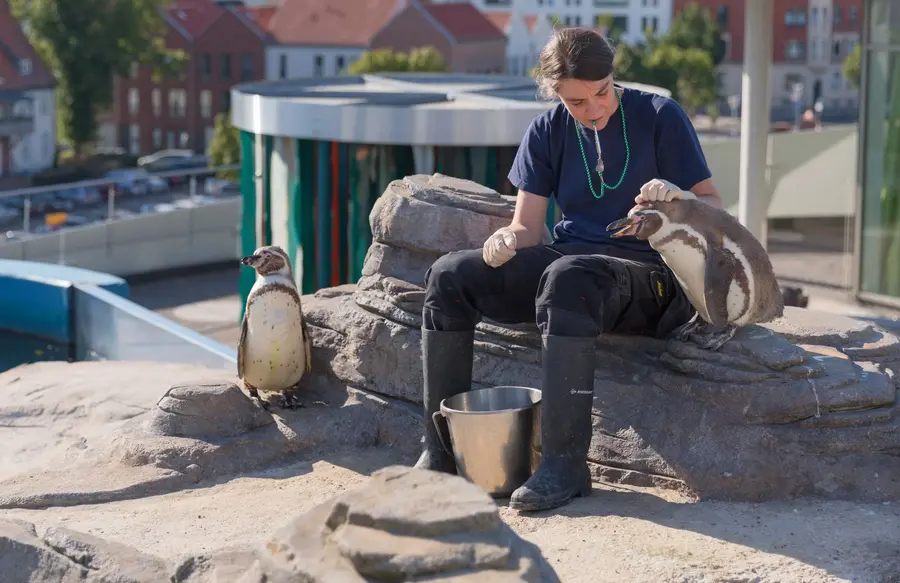 Das Deutsche Meeresmuseum Stralsund hat die Auswirkungen von Lärm im Meer auf Pinguine untersucht.