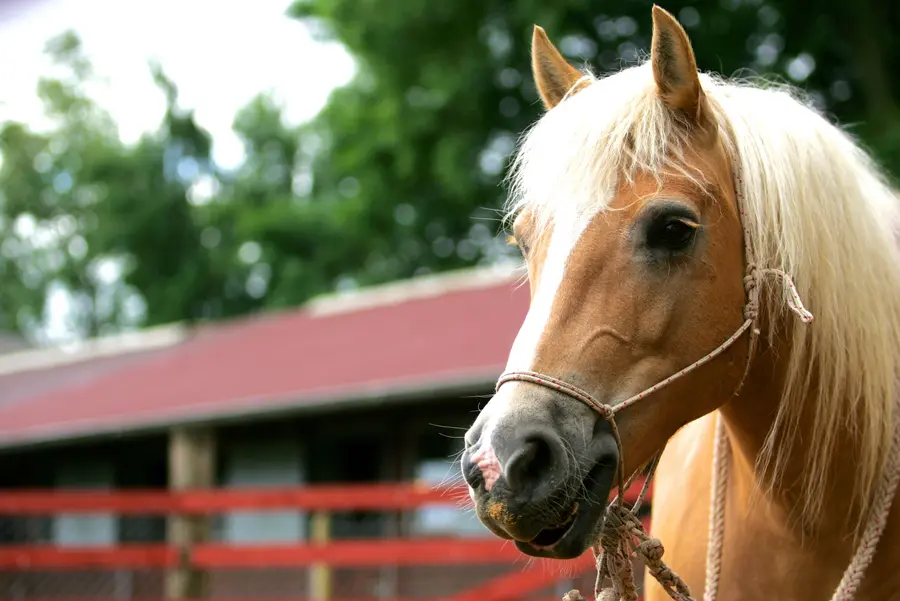 Mit Haflingern wird in der JH Barth trainiert.