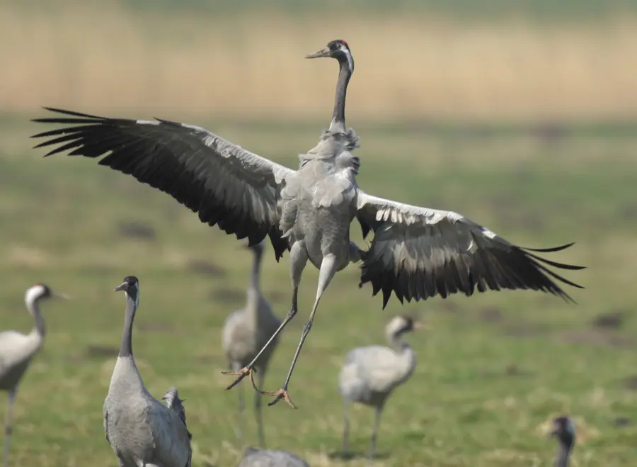 Kranichrast.jpg