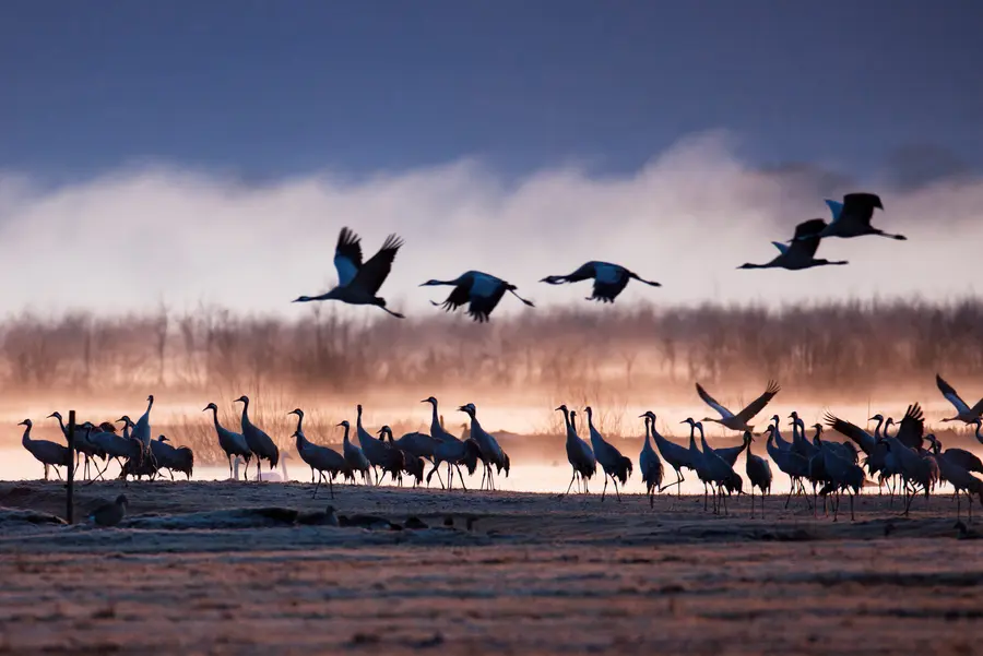 Anflug der Kraniche im Nationalpark Vorpommersche Boddenlandschaft (Foto: C.Linde)
