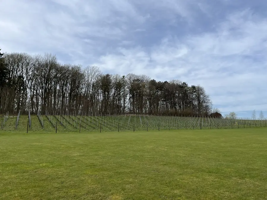 Auf der Golfanlage Flesensee wurden rund 3.300 Rebstöcke angepflanzt.