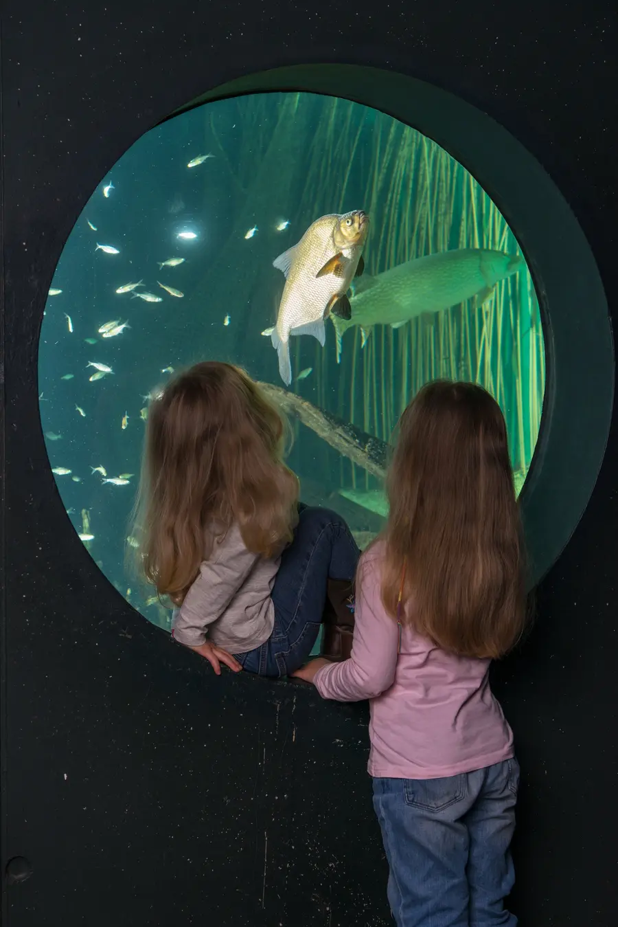 Familiensommer im Deutschen Meeresmuseum Stralsund