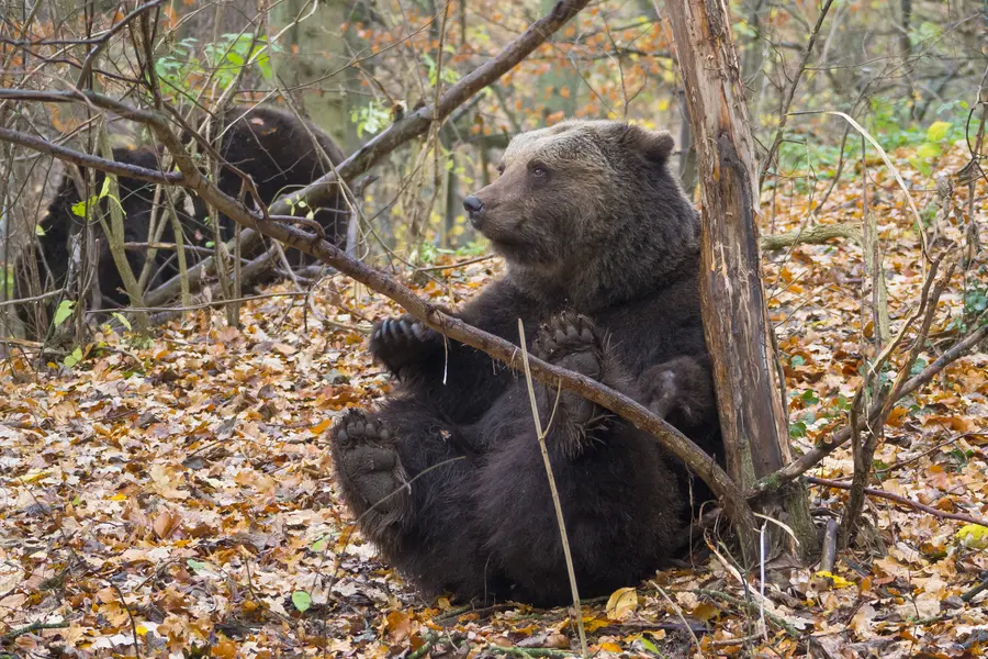 Zu den vorgestellten Naturerlebniszentren in der neu aufgelegten Karte zählt unter anderem der BÄRENWALD Müritz. Zu den vorgestellten Naturerlebniszentren in der neu aufgelegten Karte zählt unter anderem der BÄRENWALD Müritz.