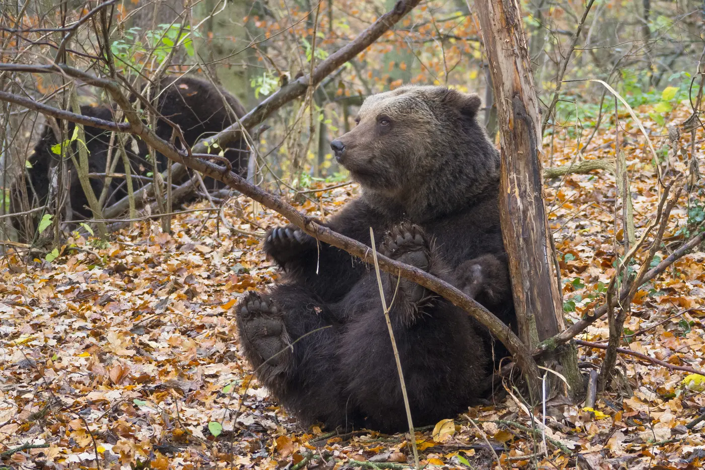 Zu den vorgestellten Naturerlebniszentren in der neu aufgelegten Karte zählt unter anderem der BÄRENWALD Müritz. Zu den vorgestellten Naturerlebniszentren in der neu aufgelegten Karte zählt unter anderem der BÄRENWALD Müritz.