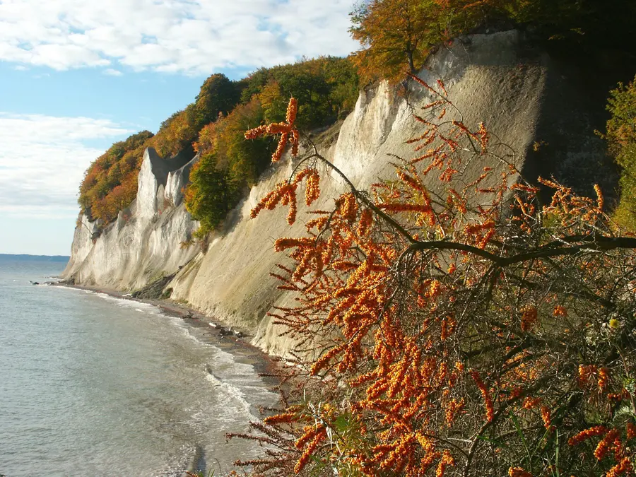Sanddornzweige.jpg Sanddornzweige.jpg
