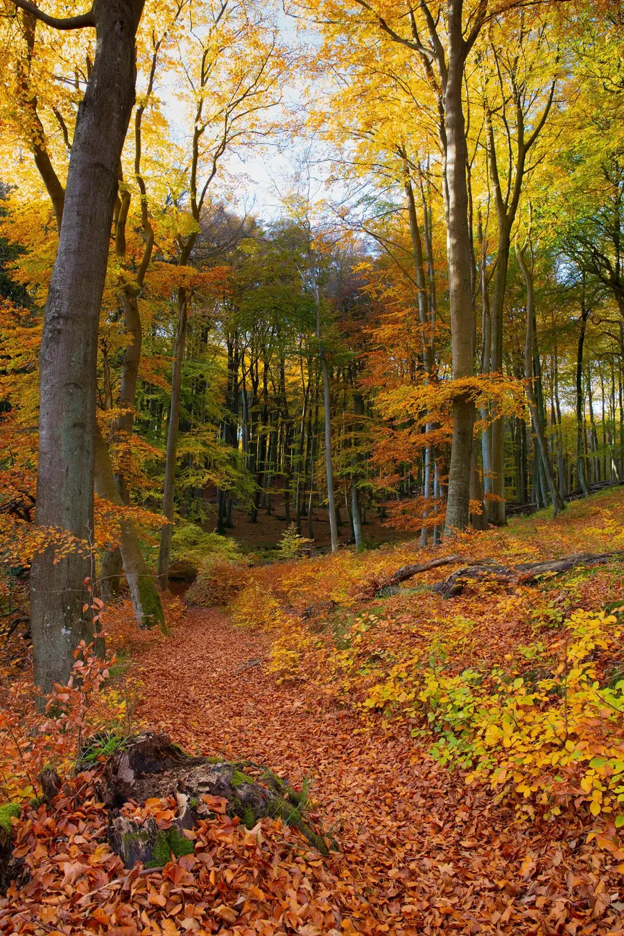 Bunte Buchen im Nationalpark Jasmund auf der Insel Rügen Bunte Buchen im Nationalpark Jasmund auf der Insel Rügen
