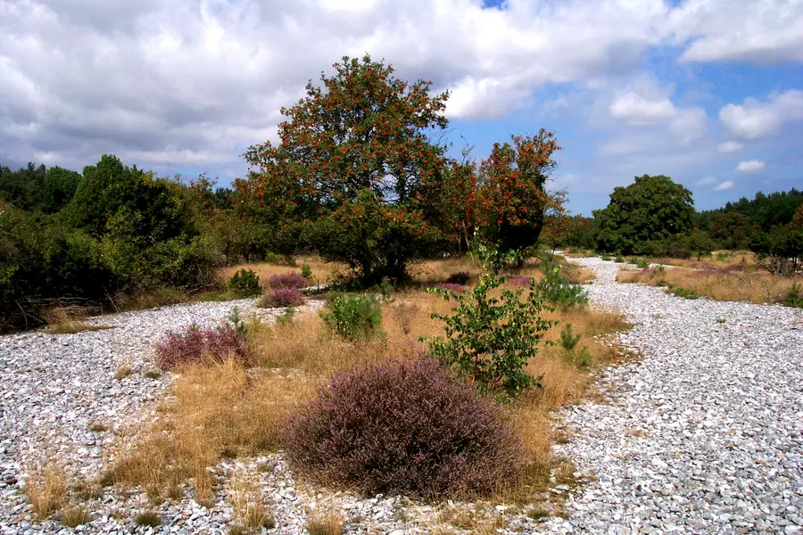 Feuersteinfelder auf Rügen