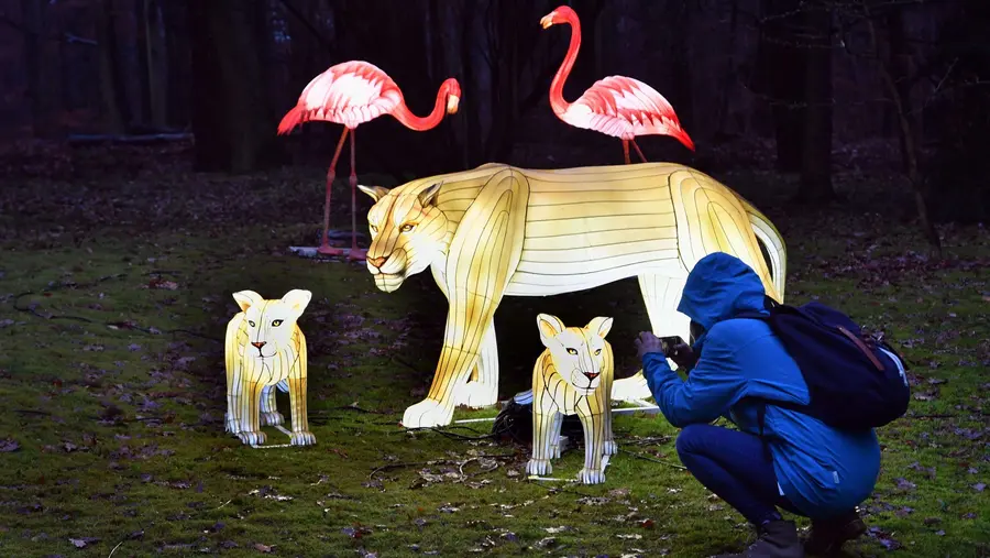 Leuchtende Löwen bei den Zoolights im Zoo Rostock