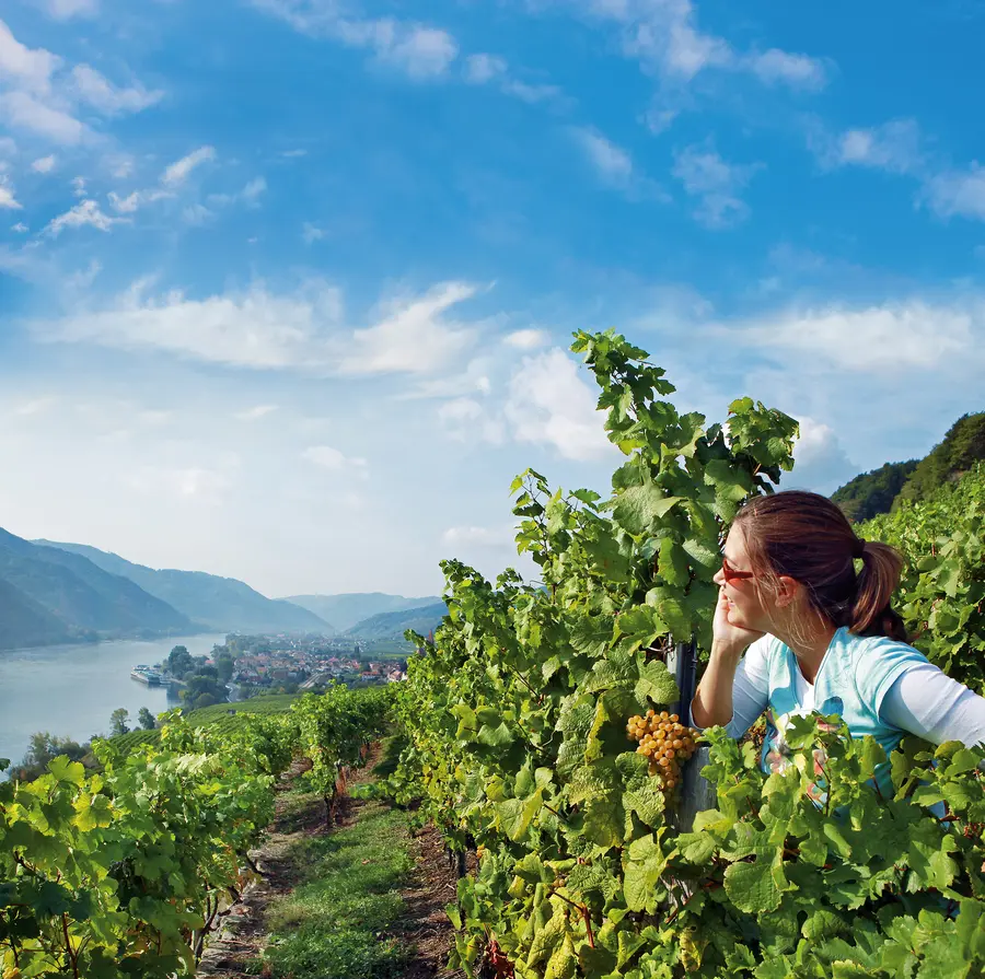 Landschaft in Niederösterreich (Foto: Weinfranz)