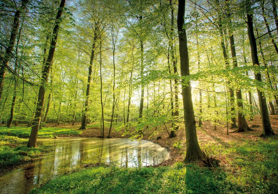 Waldsee in der Mecklenburgischen Seenplatte