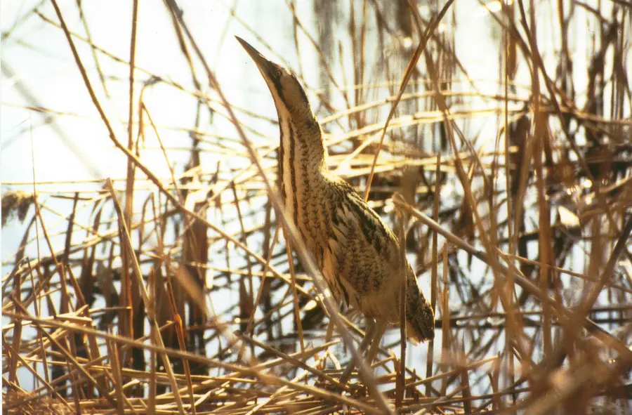 Im Müritz-Nationalpark fühlen sich die seltenen Rohrdommeln besonders wohl. Im Müritz-Nationalpark fühlen sich die seltenen Rohrdommeln besonders wohl.