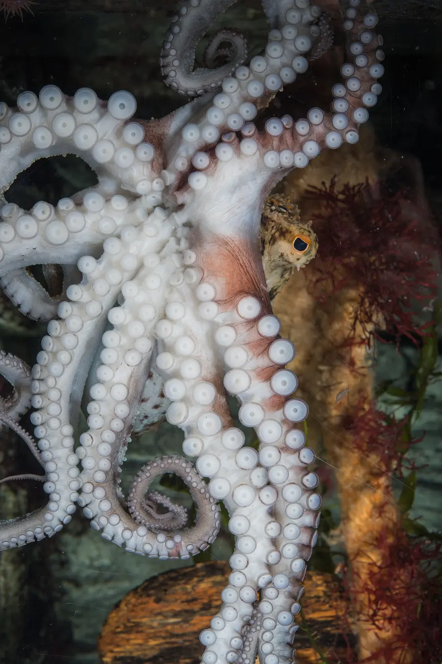 Der Gewöhnliche Krake (Octopus vulgaris) bewegt sich mit seinen acht Armen kriechend fort und kann bis zu drei Meter groß werden.