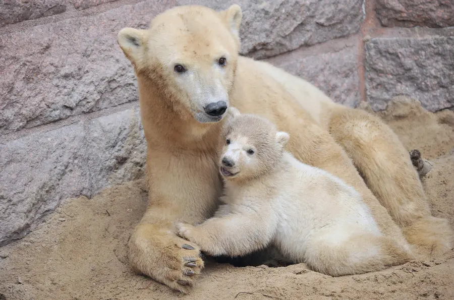 Eisbär-Nachwuchs mit Mutter Vilma, Zoo Rostock