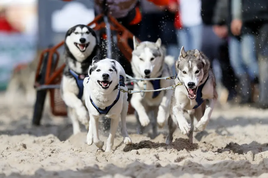 Schlittenhundegespann