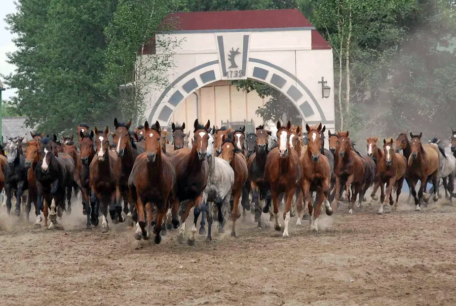 Ganschower Stutenparaden (Tourismusverband Mecklenburgische Schweiz)