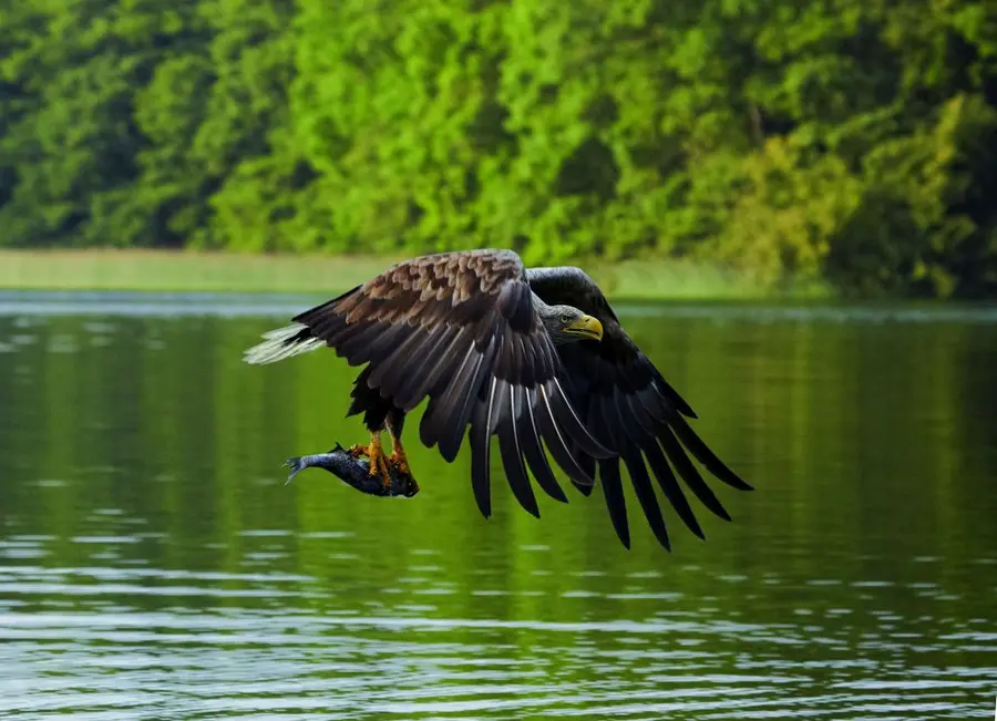 Ein Seeadler bei der Jagd in der Feldberger Seenlandschaft Ein Seeadler bei der Jagd in der Feldberger Seenlandschaft