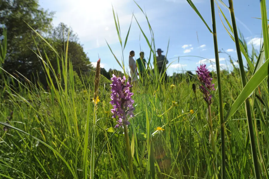 Paten für Wiesen der Feldberger Seenlandschaft gesucht