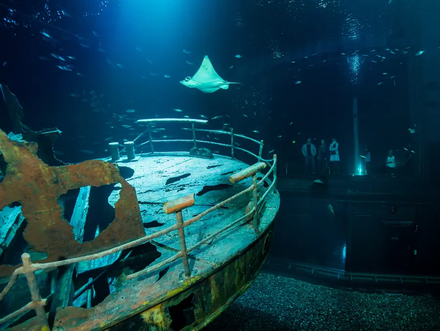 Neben zahlreichen Schwarmfischen gleiten faszinierende Rochen scheinbar schwerelos über das elf Meter lange Schiffswrack. (Foto: Christian Howe / Ozeaneum Stralsund)