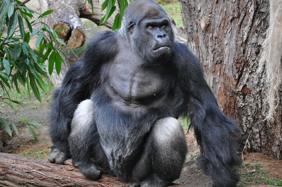 Zog 2012 ins Darwineum ein: Gorillamännchen Assumbo (Foto: Darwineum)