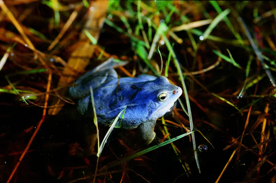 Moorfrosch