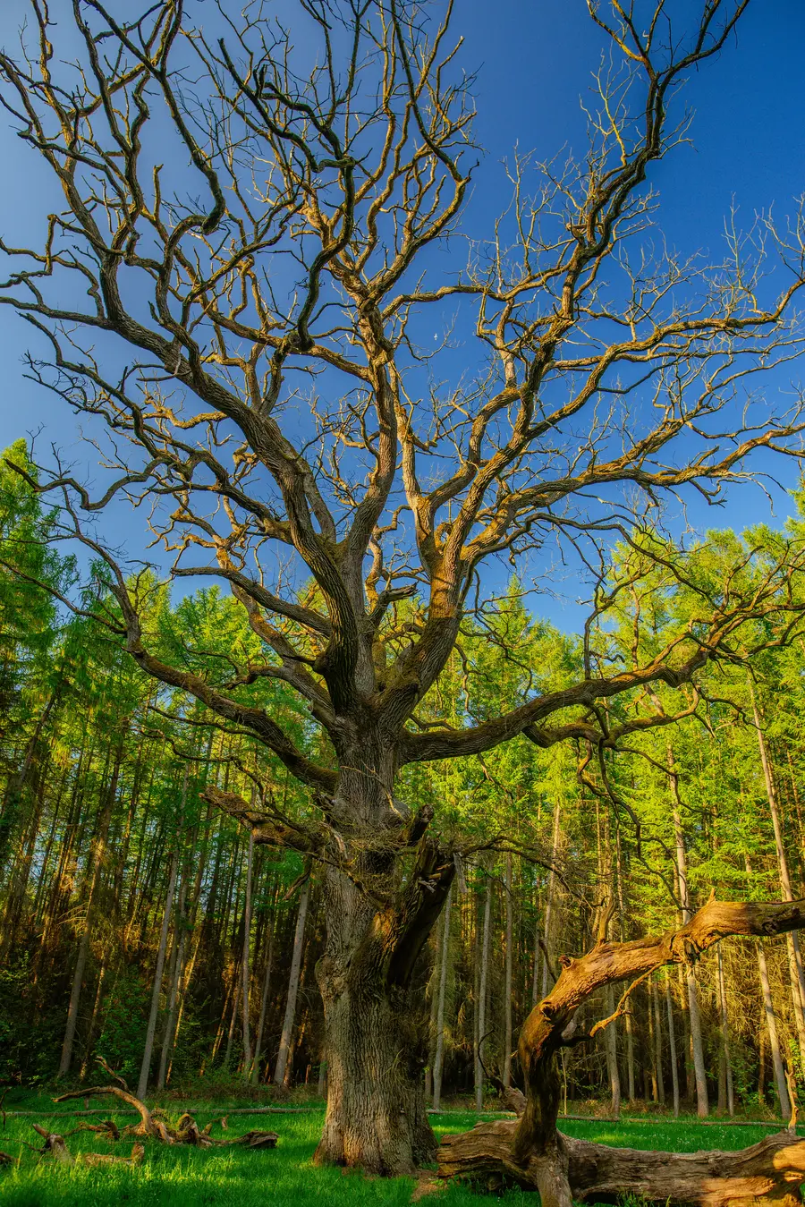 Wald auf Rügen Wald auf Rügen
