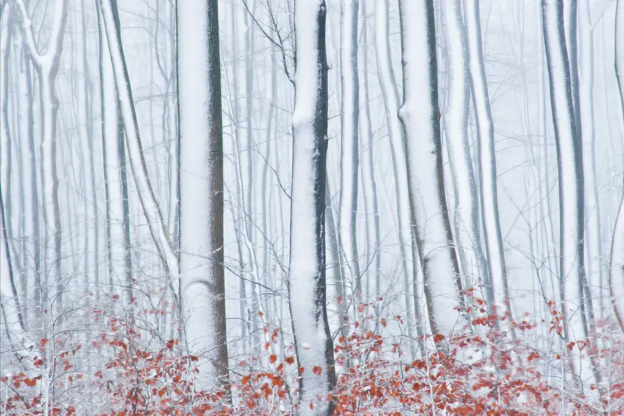 Deutsche Buchenwälder