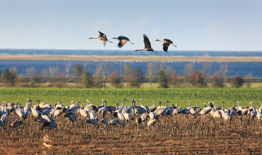Bis Ende Oktober werden mehrere zehntausend majestätische Großvögel in Mecklenburg-Vorpommern erwartet. Bis Ende Oktober werden mehrere zehntausend majestätische Großvögel in Mecklenburg-Vorpommern erwartet.