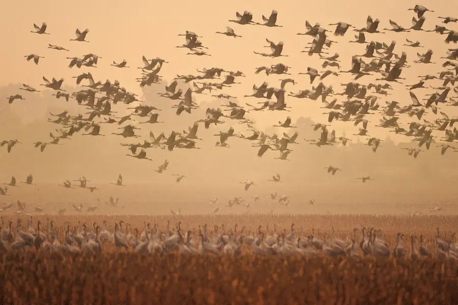 Auch in diesem Jahr rasten wieder hunderttausende Kraniche in Mecklenburg-Vorpommern. Auch in diesem Jahr rasten wieder hunderttausende Kraniche in Mecklenburg-Vorpommern.