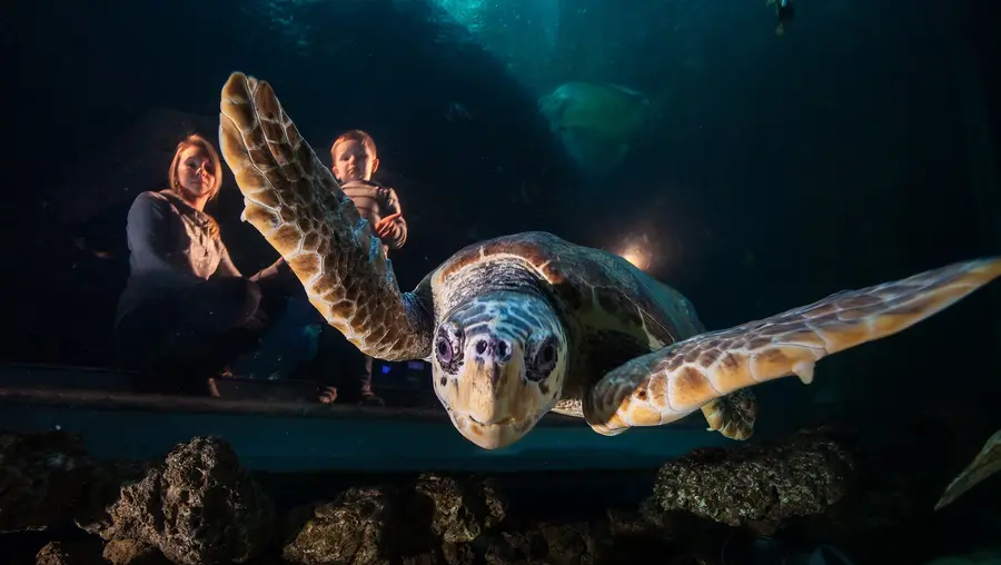 Schildkröte im Ozeanum: