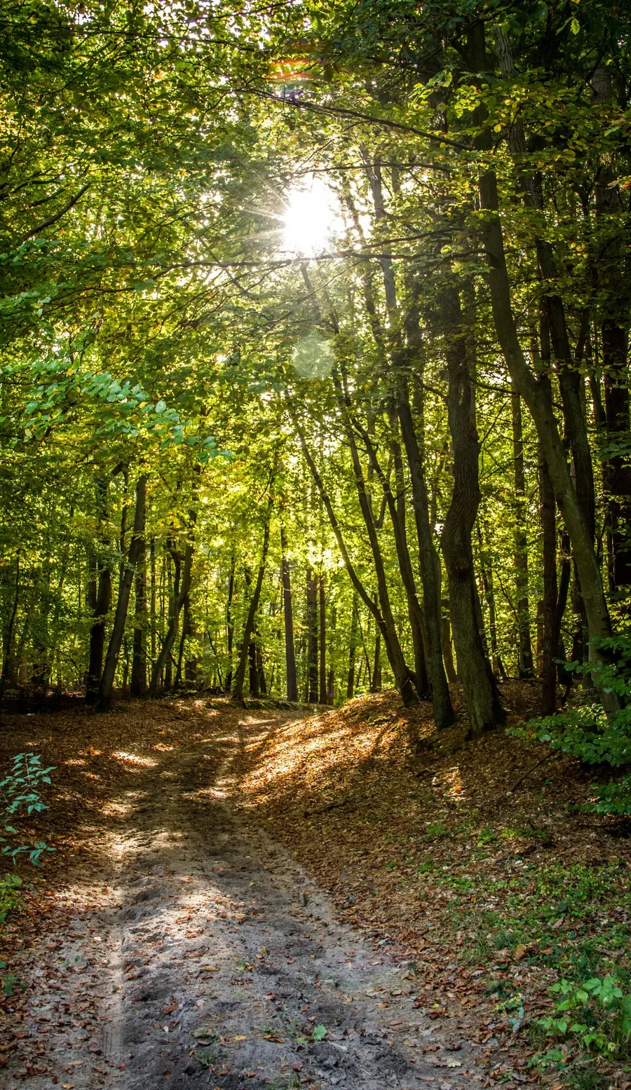Heilsam: Der Heringsdorfer Wald auf Usedom