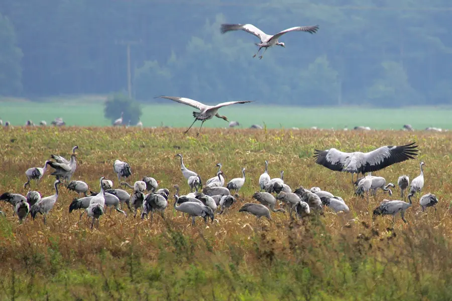 Kraniche in Vorpommern