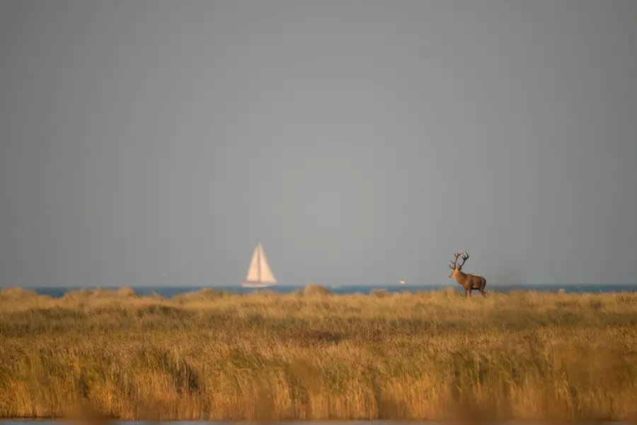 Hirsch vor Ostsee