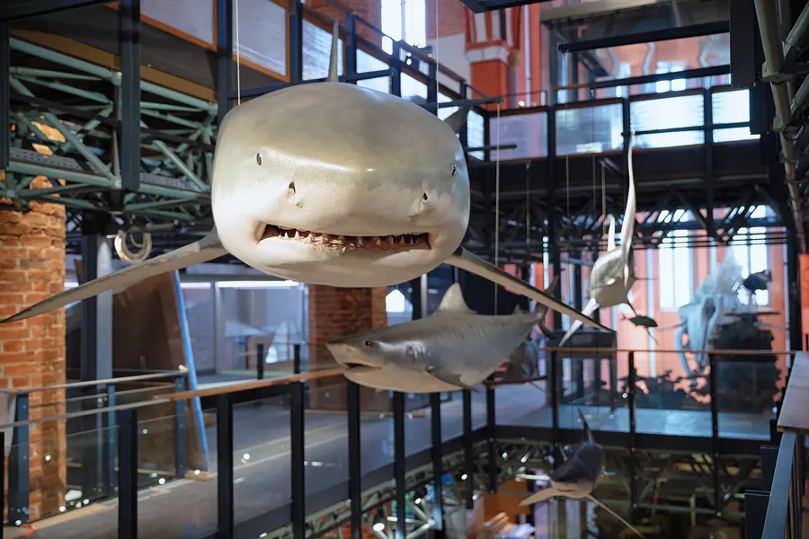 Das freitragende Stabwerk der oberen Ausstellungsebenen im Meeresmuseum erhielt bis zu 14 Meter lange Öffnungen für die Installation von originalgroßen Modellen von Meerestieren wie Haien. Das freitragende Stabwerk der oberen Ausstellungsebenen im Meeresmuseum erhielt bis zu 14 Meter lange Öffnungen für die Installation von originalgroßen Modellen von Meerestieren wie Haien.