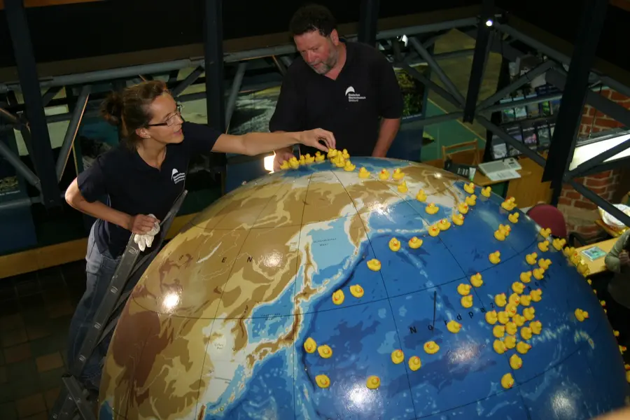 Wissenschaftlerin Dr. Dorit Liebers-Helbig und Präparator Uwe Beese platzieren Enten auf Globus