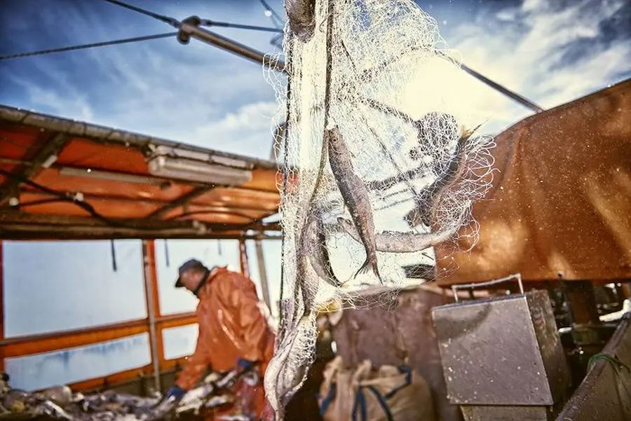 Am 14. Mai werden beim vierten Vorpommerschen Fischmarkt in Freest zahlreiche Fischspezialitäten angeboten. Am 14. Mai werden beim vierten Vorpommerschen Fischmarkt in Freest zahlreiche Fischspezialitäten angeboten.