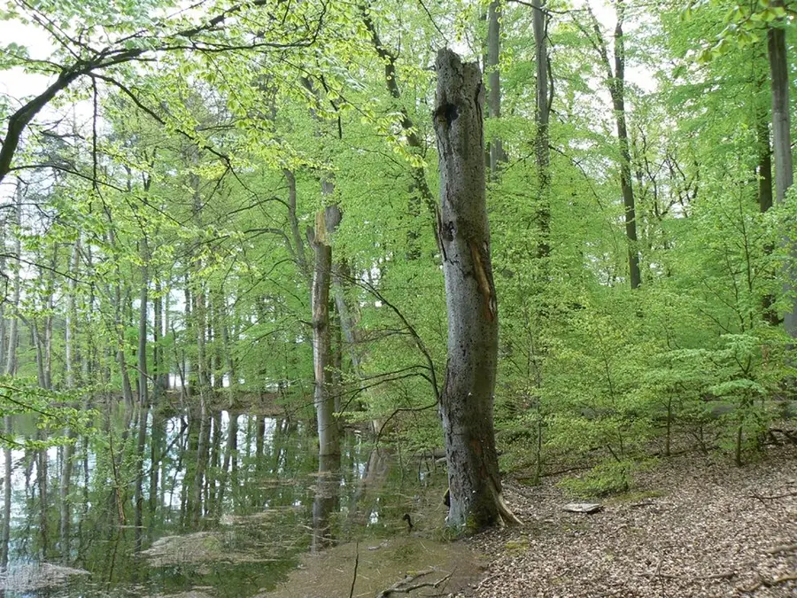 Buchenwald Serrahn (Nationalparkamt Müritz)