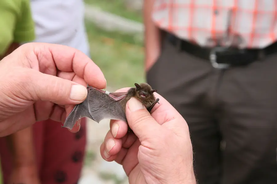 Fledermaus