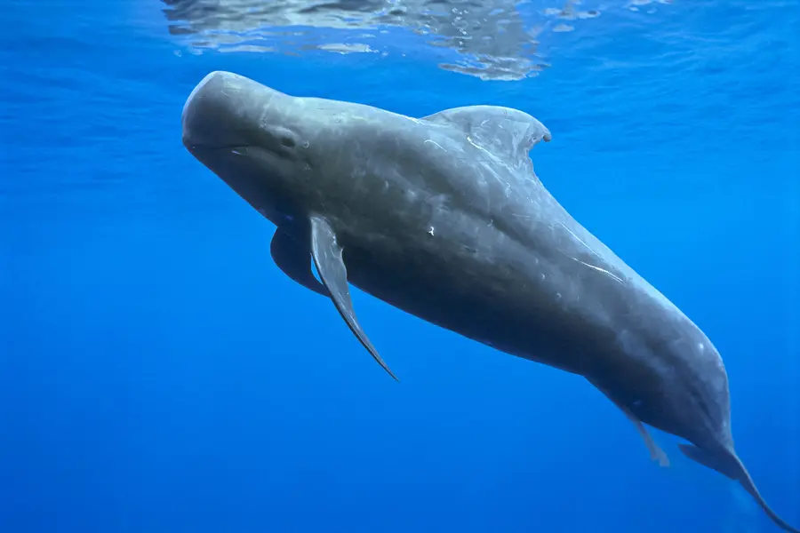Kurzflossen-Grindwal, Beim "Darßer NaturFilmfestival" trifft sich die Natur- und Tierfilelite.