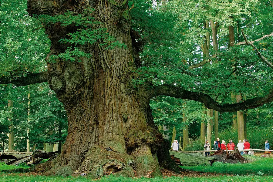 Eiche im Ivenacker Tiergarten (Foto: TMV/Growe-Lodzig)