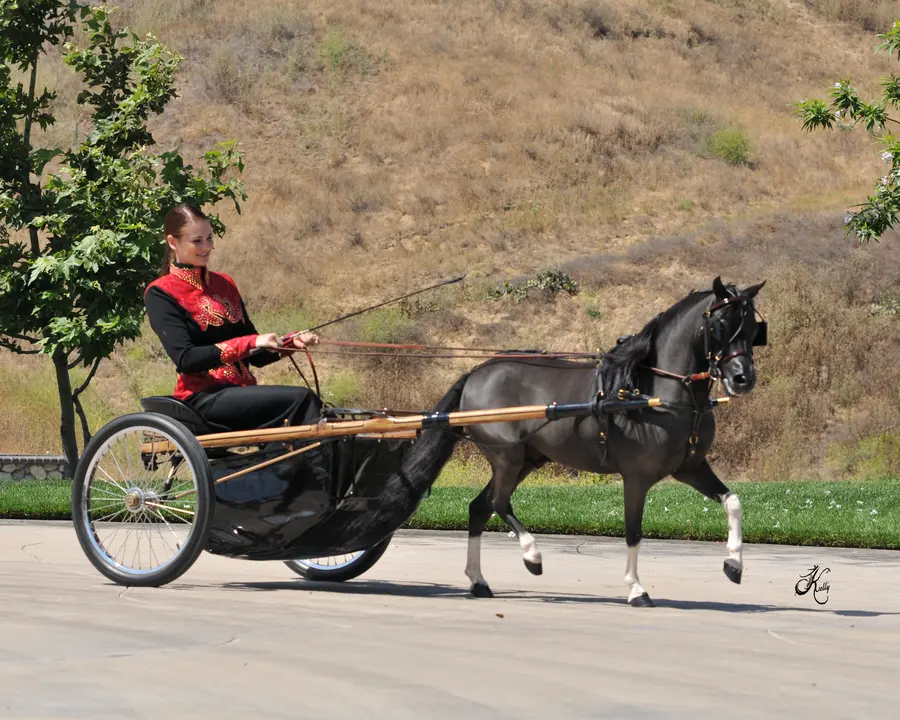 Die Hengstparaden locken nach Redefin