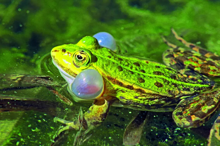 Froschkonzerten im Müritz-Nationalpark lauschen Froschkonzerten im Müritz-Nationalpark lauschen
