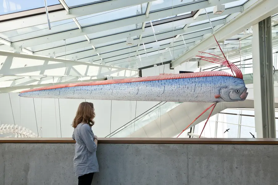 Das Ozeaneum zeigt eine originalgroße Nachbildung eines Riemenfisches, der nur sehr selten gesichtet wird.