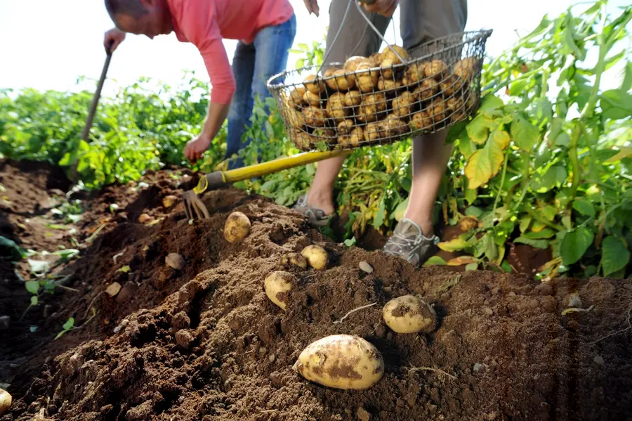 Kartoffelernte in MV