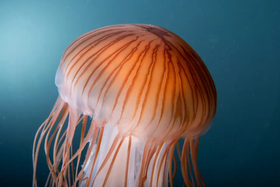 Kompassqualle im Ozeaneum