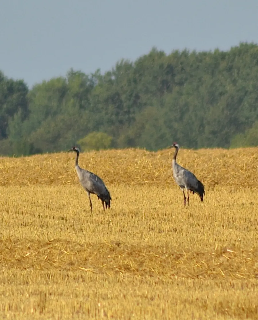 Bis zu 200 Kraniche fliegen abends an einzelne Standorte ins Peenetal ein. Bei einer geführten Kranichbeobachtung kann man sie hautnah erleben.