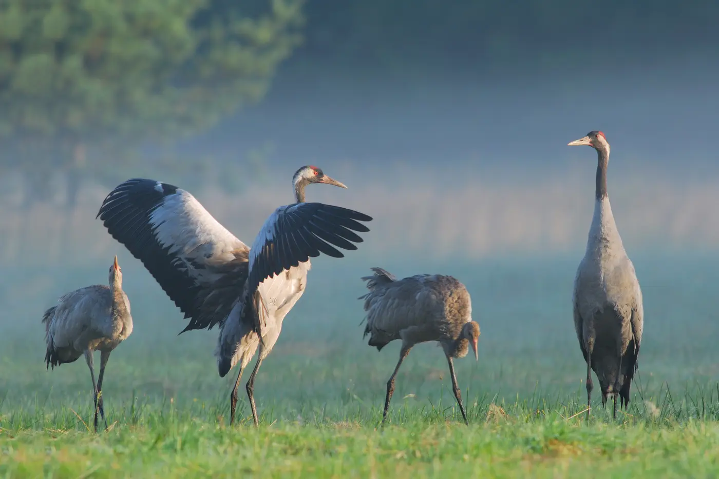 Im Herbst können Gäste in Mecklenburg-Vorpommern Naturhighlights wie die Kranichrast erleben.