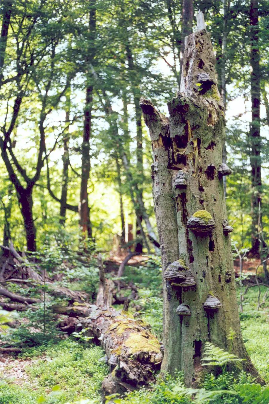 Serrahner Buchenwald