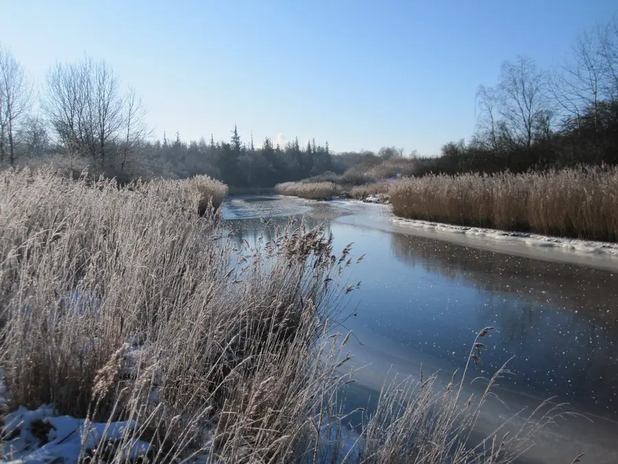 Rostocker Heide im Winter