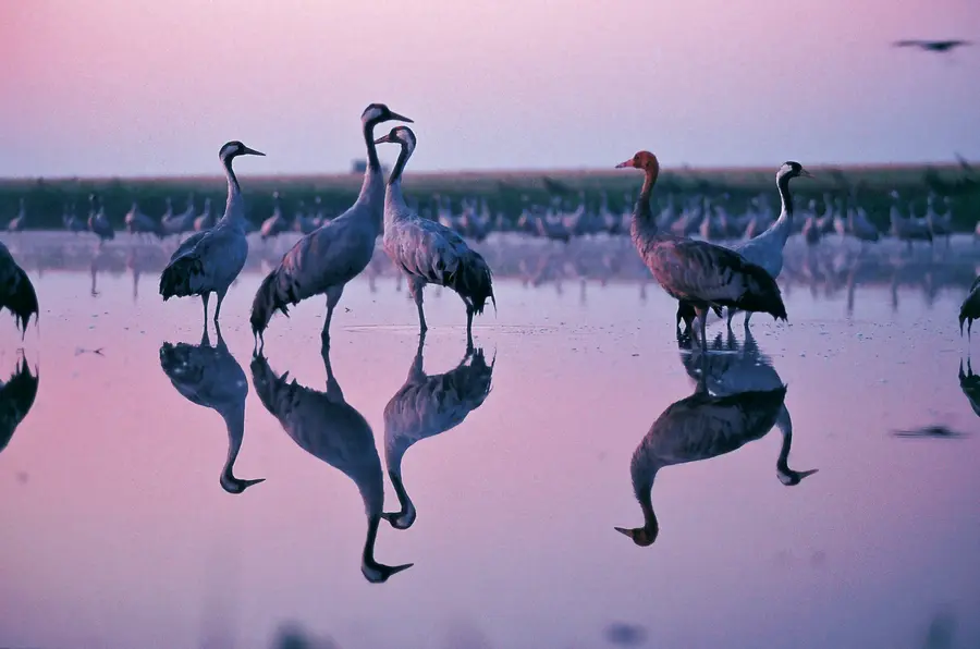 Kraniche auf ihrem Schlafplatz im Abendlicht (Foto: Reich/TMV)